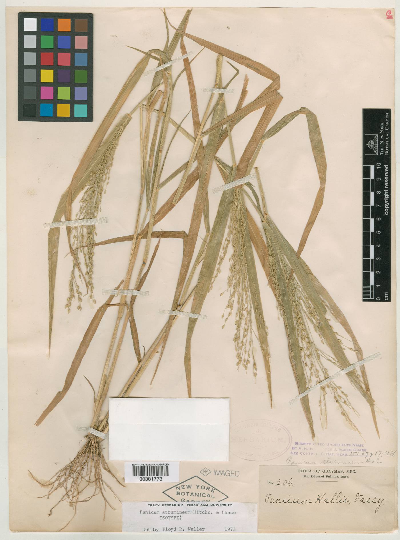 Panicum hirticaule var. stramineum image