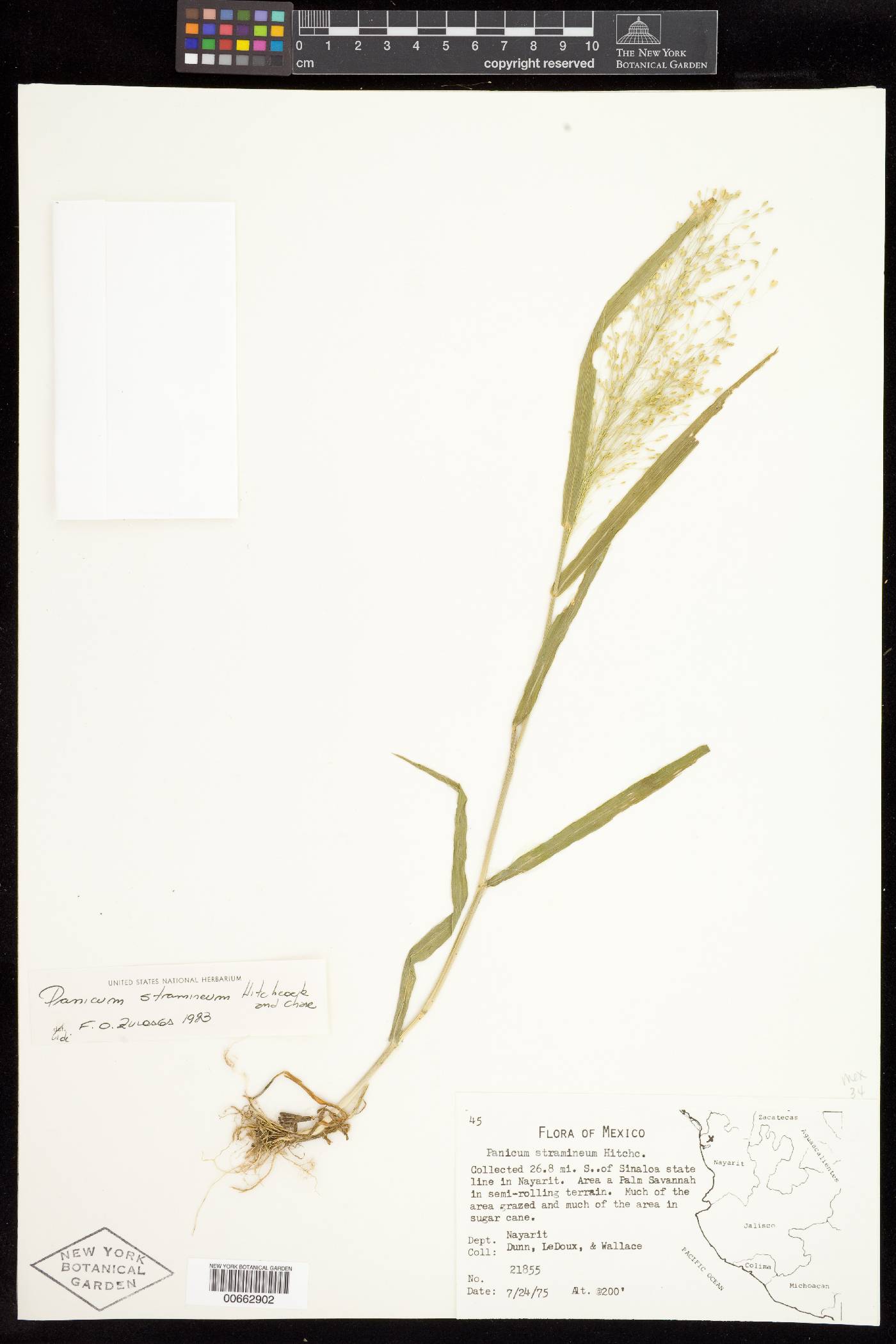 Panicum hirticaule var. stramineum image