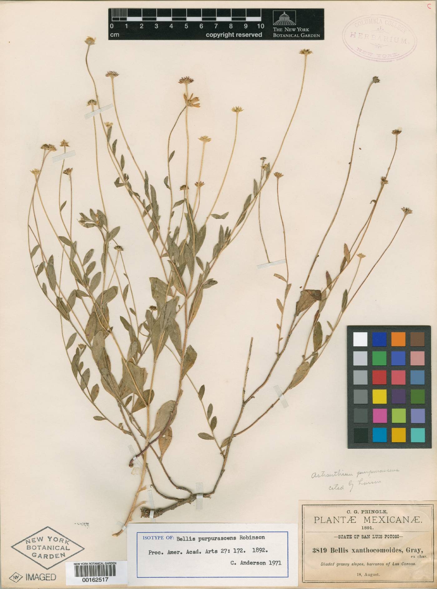 Astranthium purpurascens image