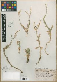 Streptanthus oliganthus image