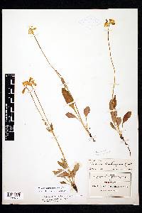 Halenia plantaginea image