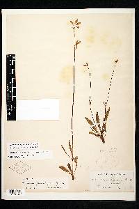 Halenia plantaginea image