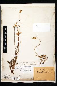 Halenia plantaginea image