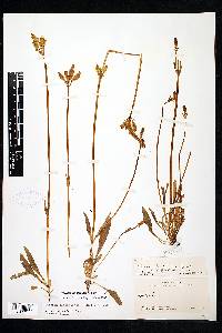 Halenia plantaginea image