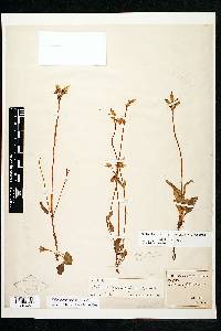 Halenia plantaginea image