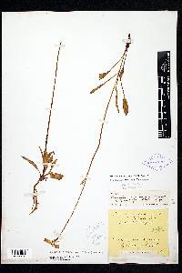 Halenia plantaginea image
