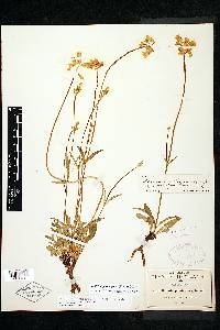 Halenia plantaginea image