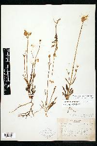 Halenia plantaginea image