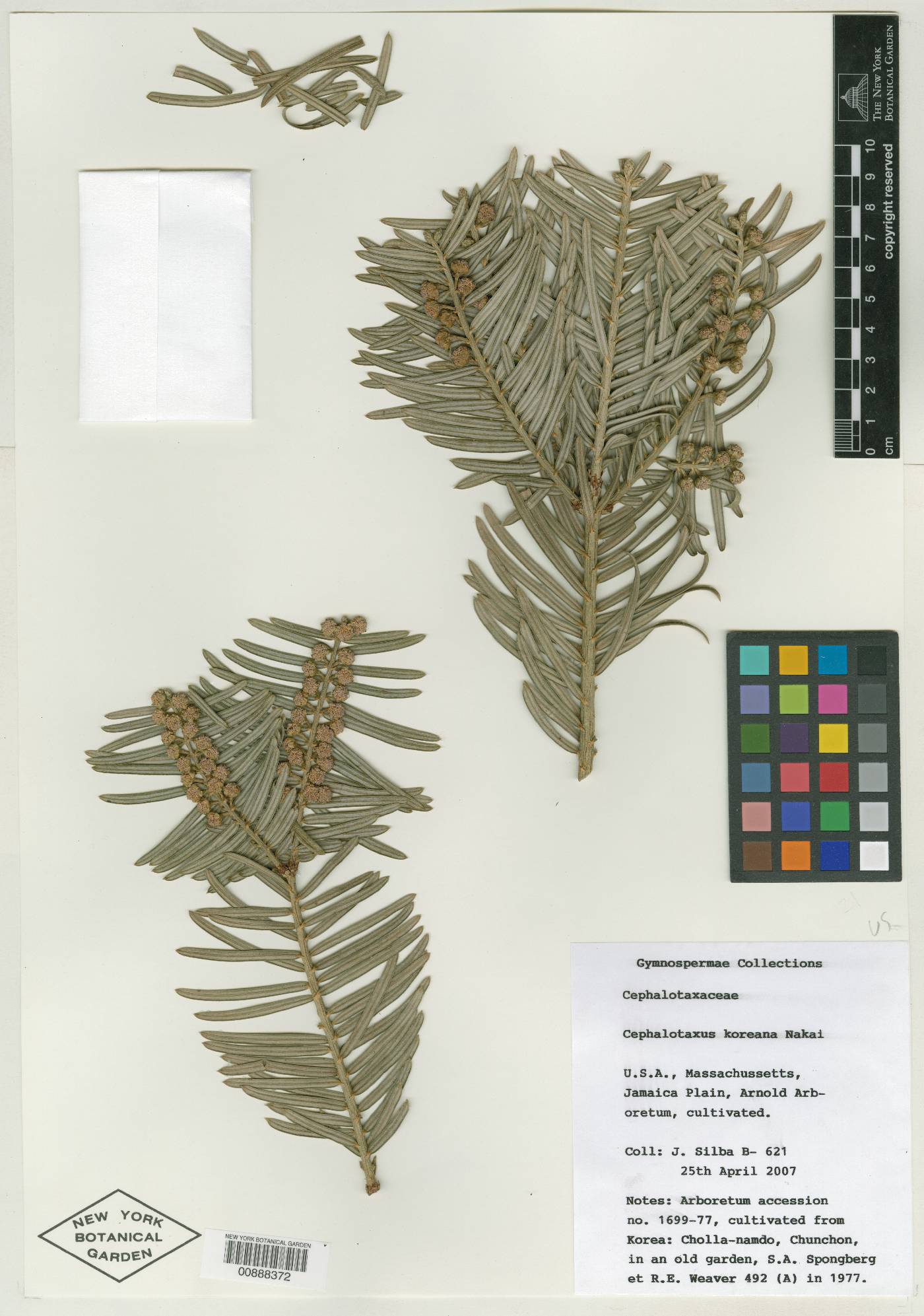 Cephalotaxus harringtonii image