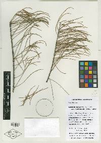 Taxodium distichum var. imbricarium image