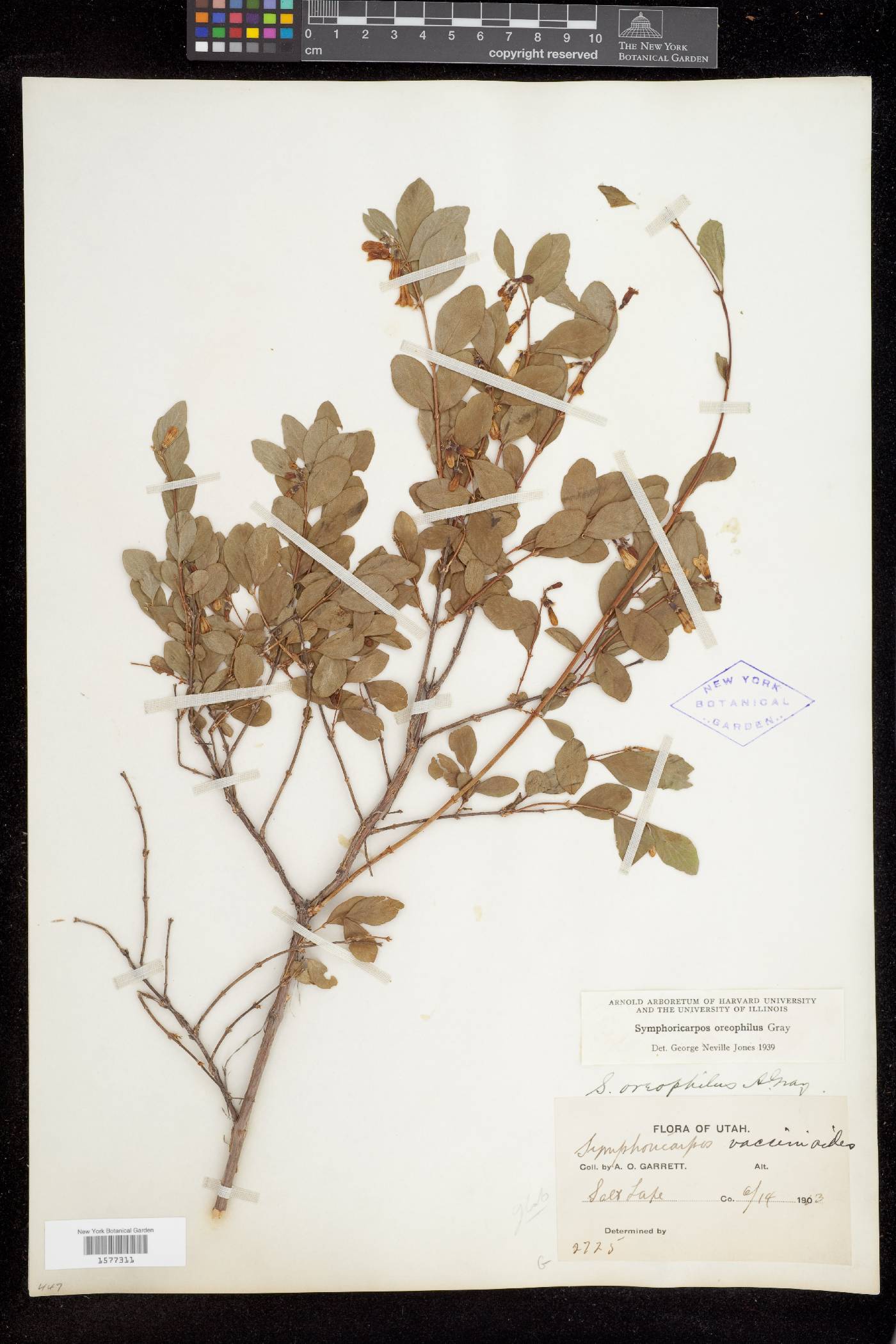 Symphoricarpos oreophilus var. oreophilus image