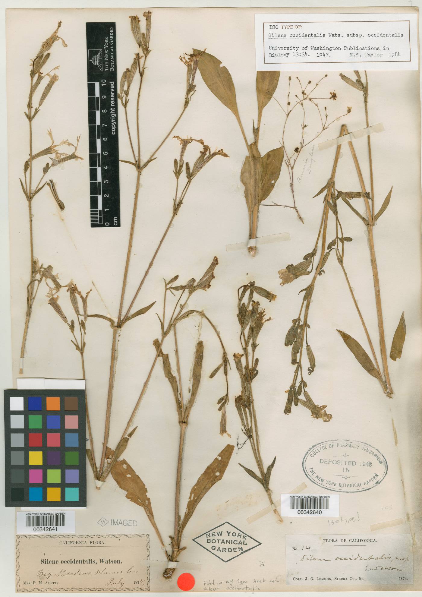 Silene occidentalis subsp. occidentalis image