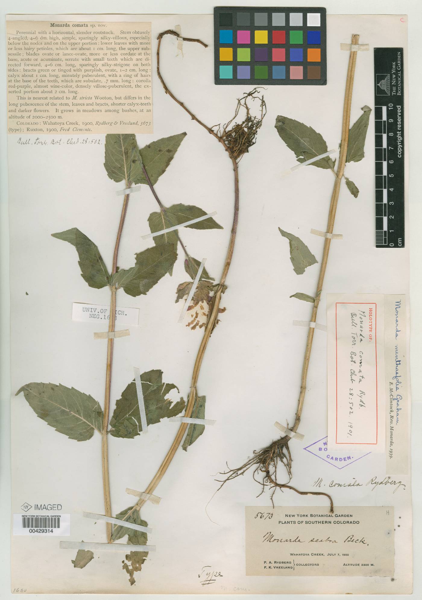 Monarda comata image