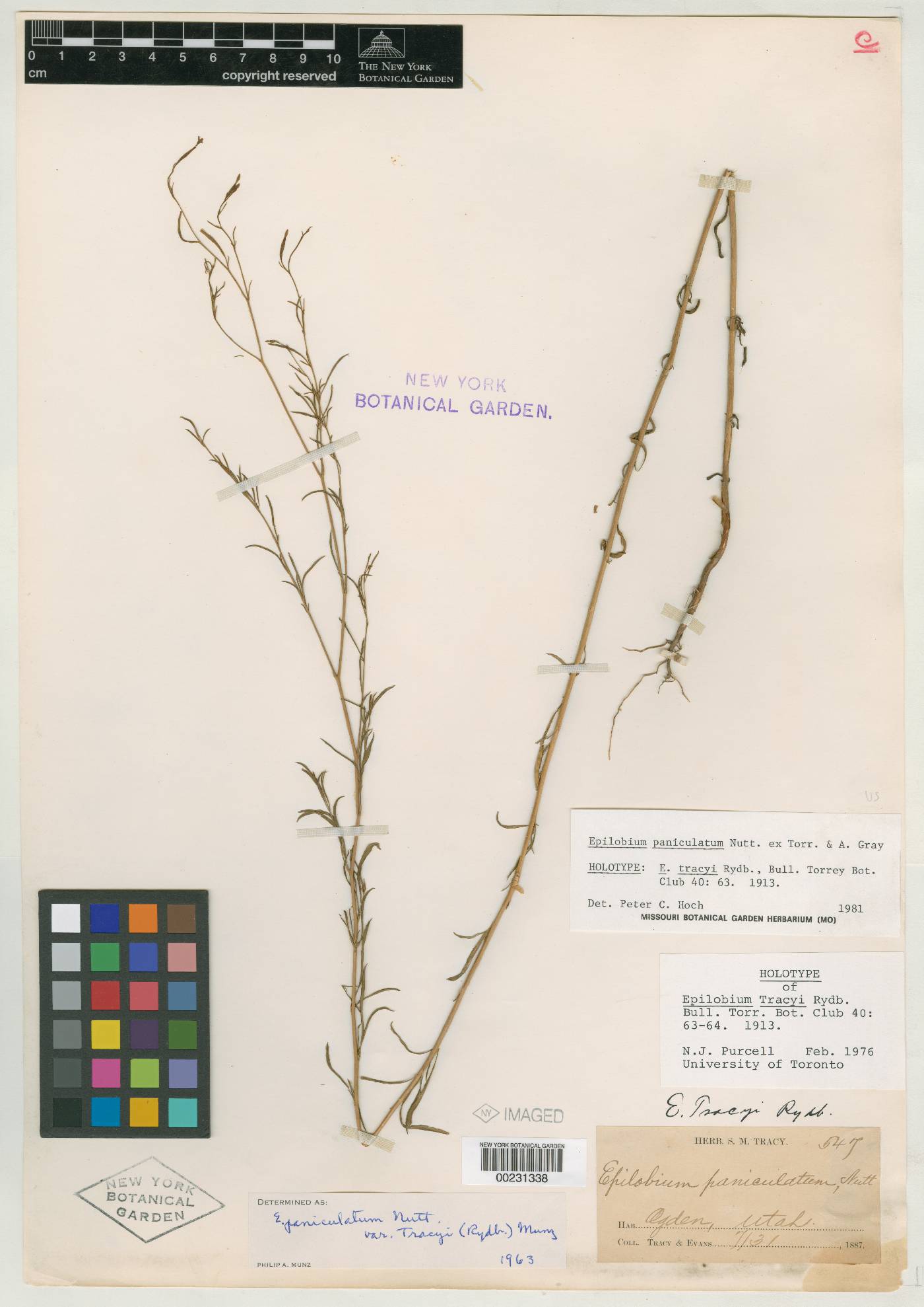 Epilobium tracyi image