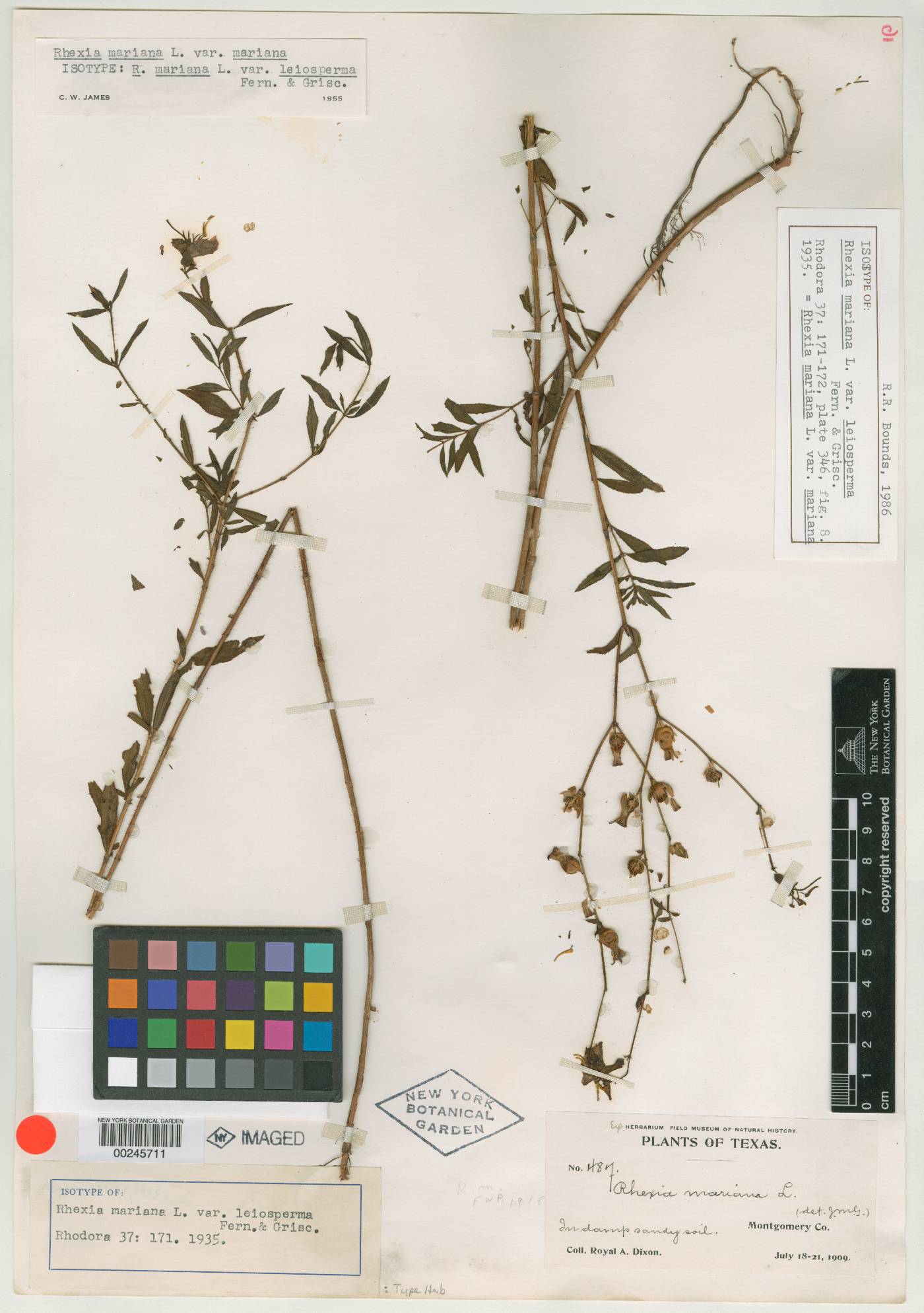 Rhexia mariana var. leiosperma image