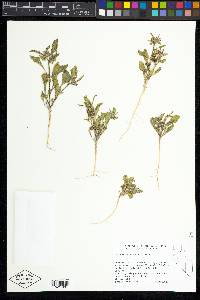 Oryctes nevadensis image