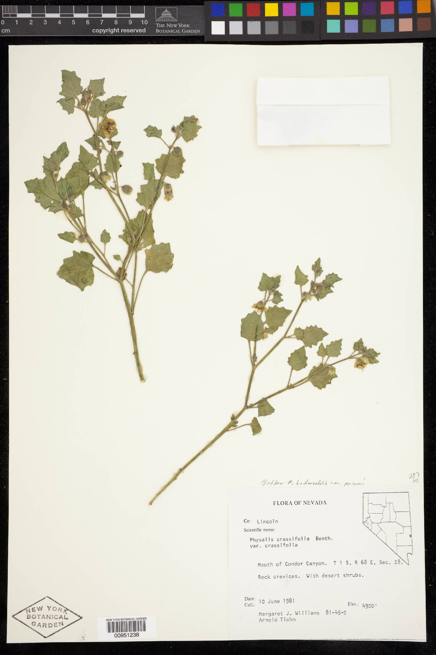 Physalis hederifolia var. palmeri image