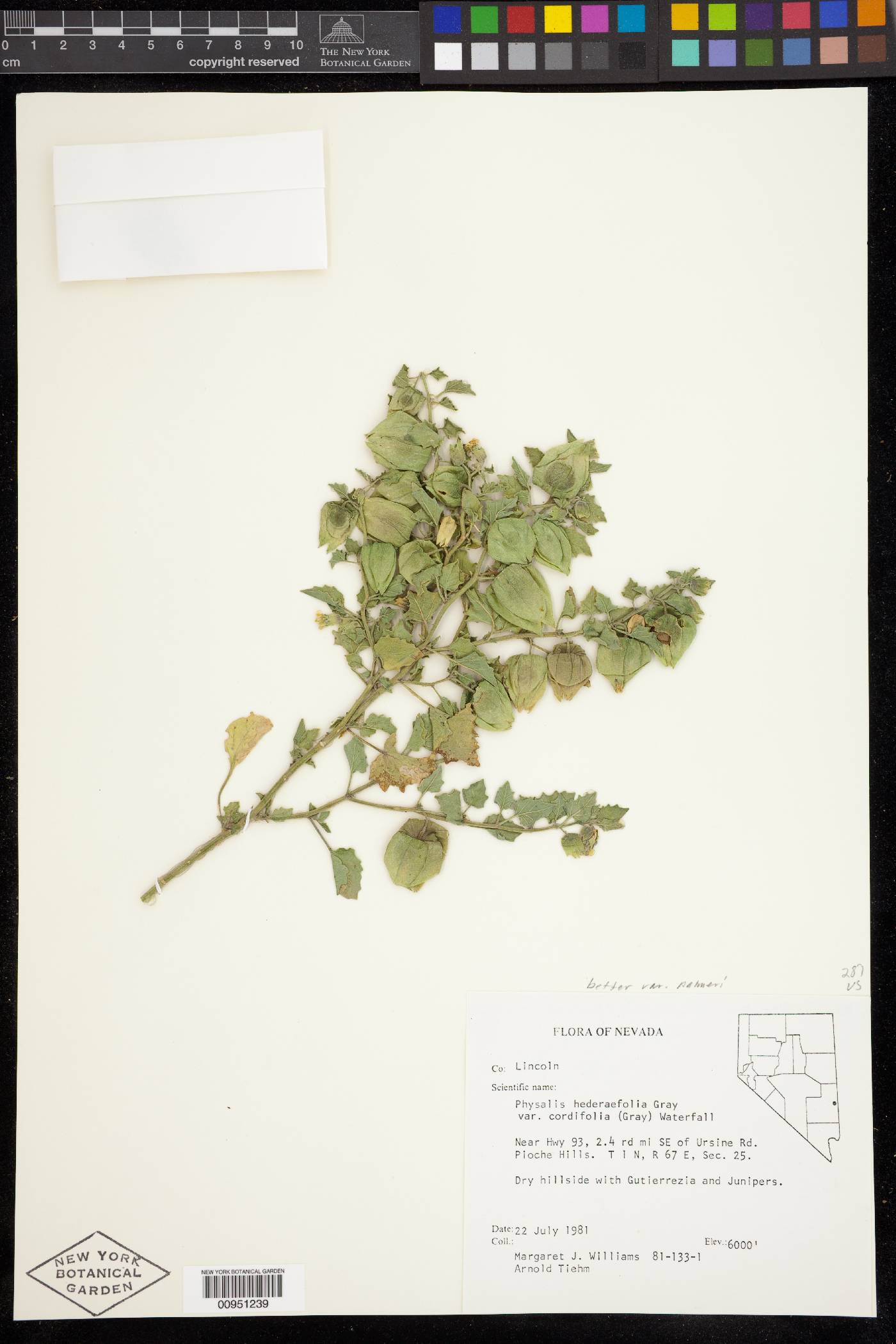 Physalis hederifolia var. palmeri image