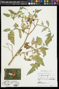 Solanum lycopersicum image