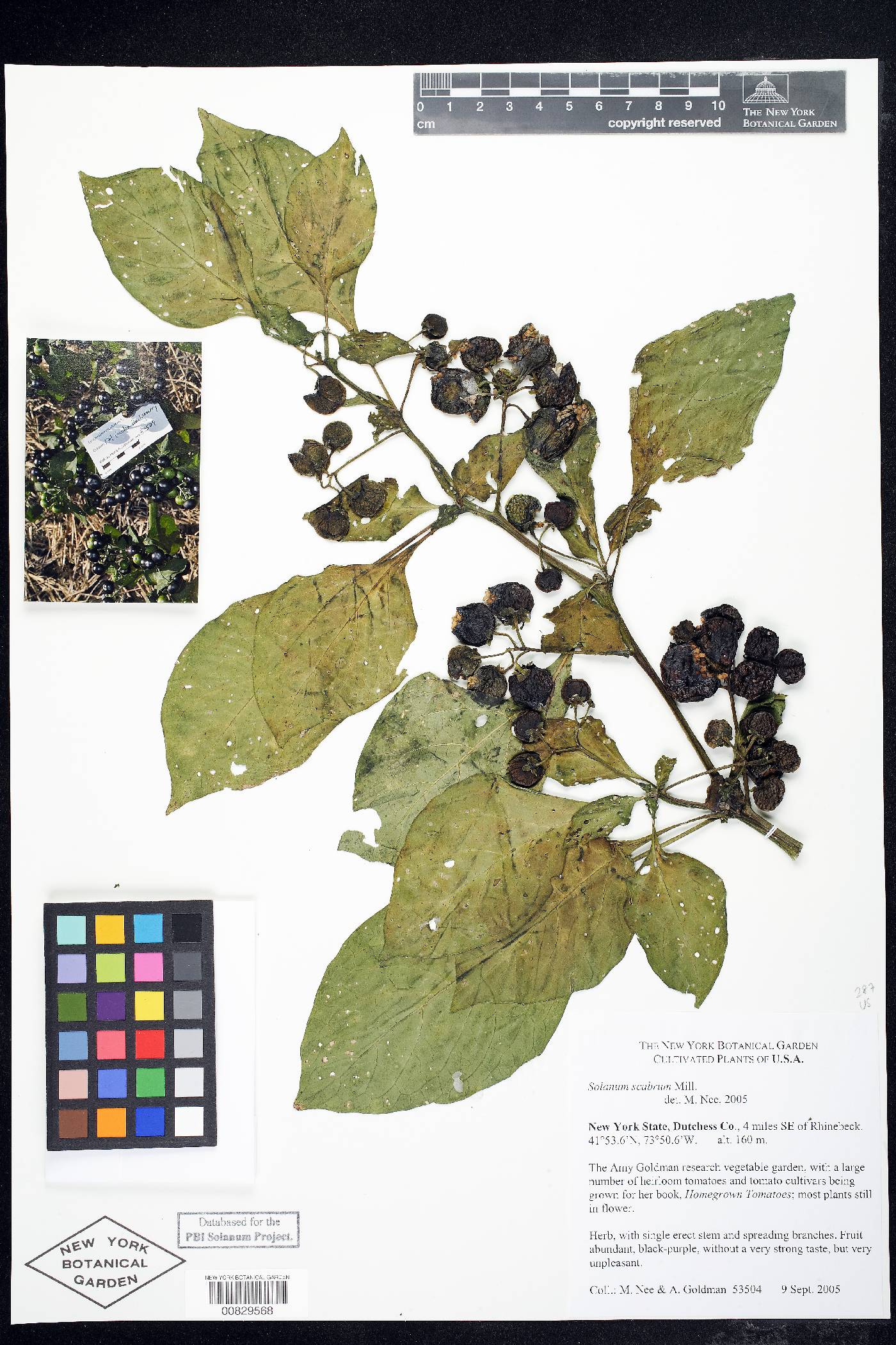 Solanum scabrum image