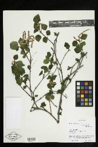Betula occidentalis var. occidentalis image
