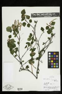 Betula occidentalis image