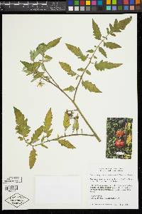 Solanum lycopersicum image