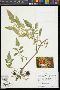 Solanum lycopersicum image