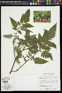 Solanum lycopersicum image