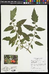 Solanum lycopersicum image