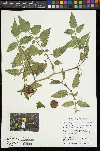 Solanum lycopersicum image