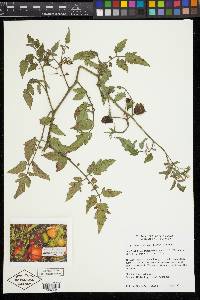 Solanum lycopersicum image