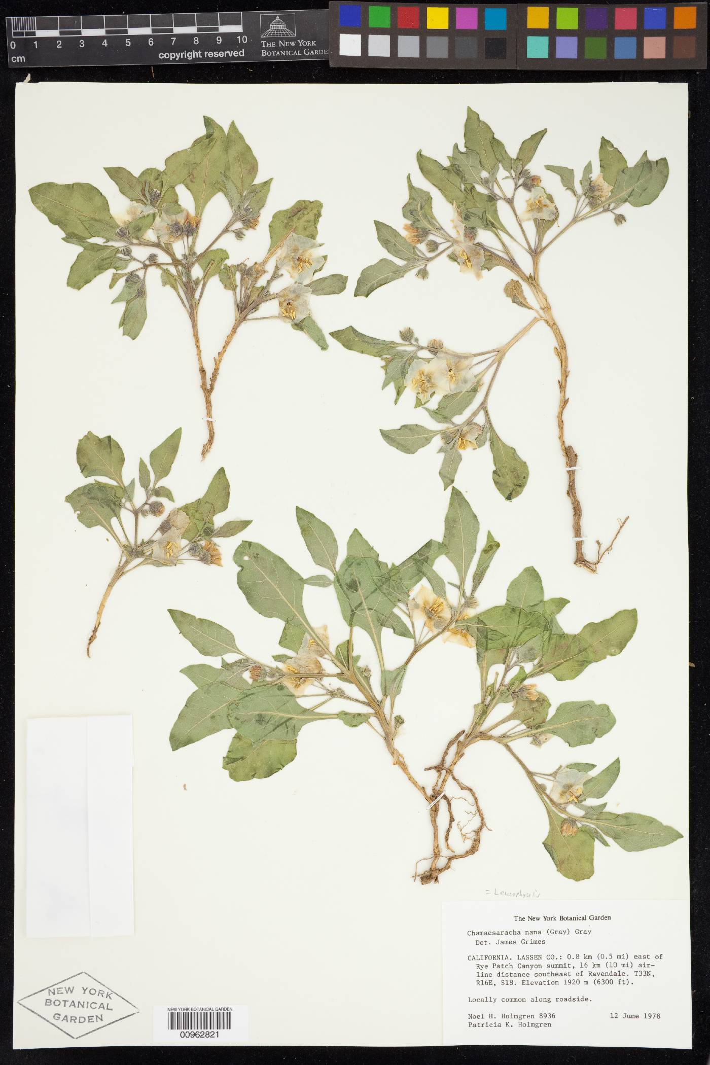 Leucophysalis nana image