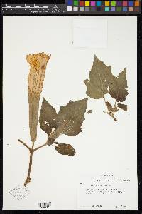 Datura wrightii image