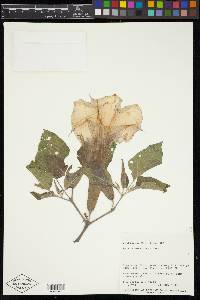 Datura wrightii image