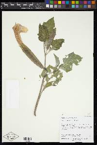 Datura wrightii image