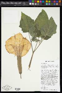 Datura wrightii image