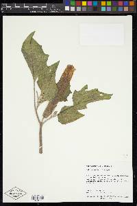 Datura wrightii image