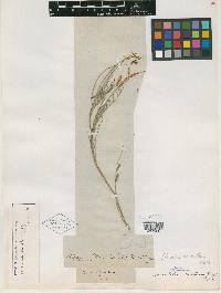 Astragalus serotinus image