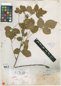 Rubus brainerdii image