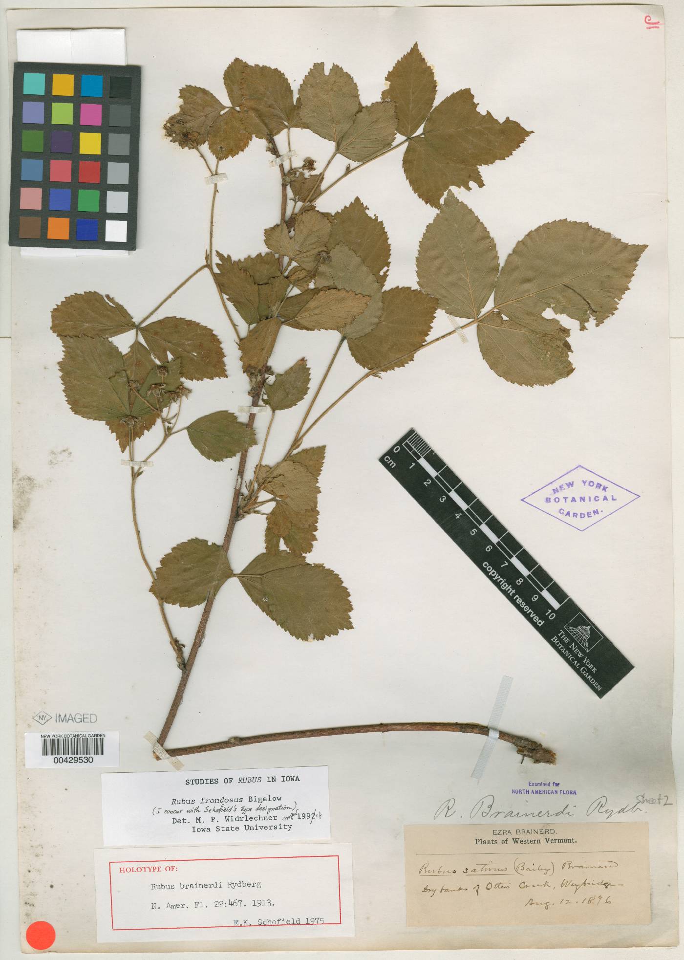 Rubus brainerdii image