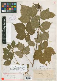 Rubus brainerdii image