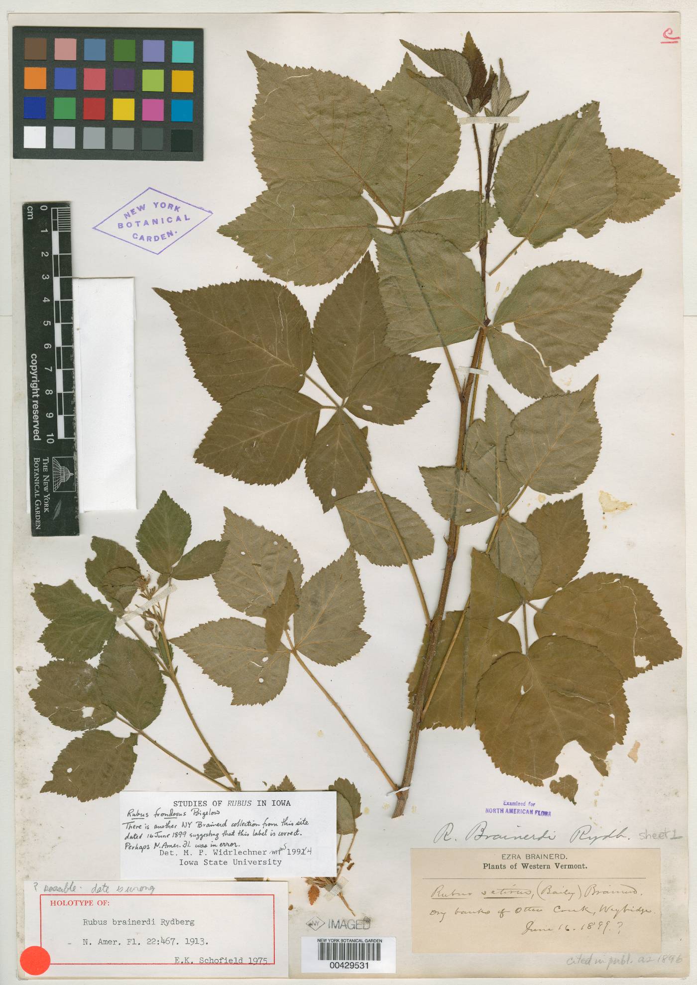Rubus brainerdii image