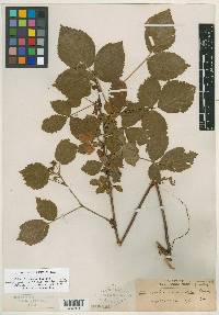 Rubus brainerdii image