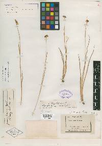 Juncus regelii image