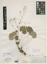 Saxifraga sullivantii image