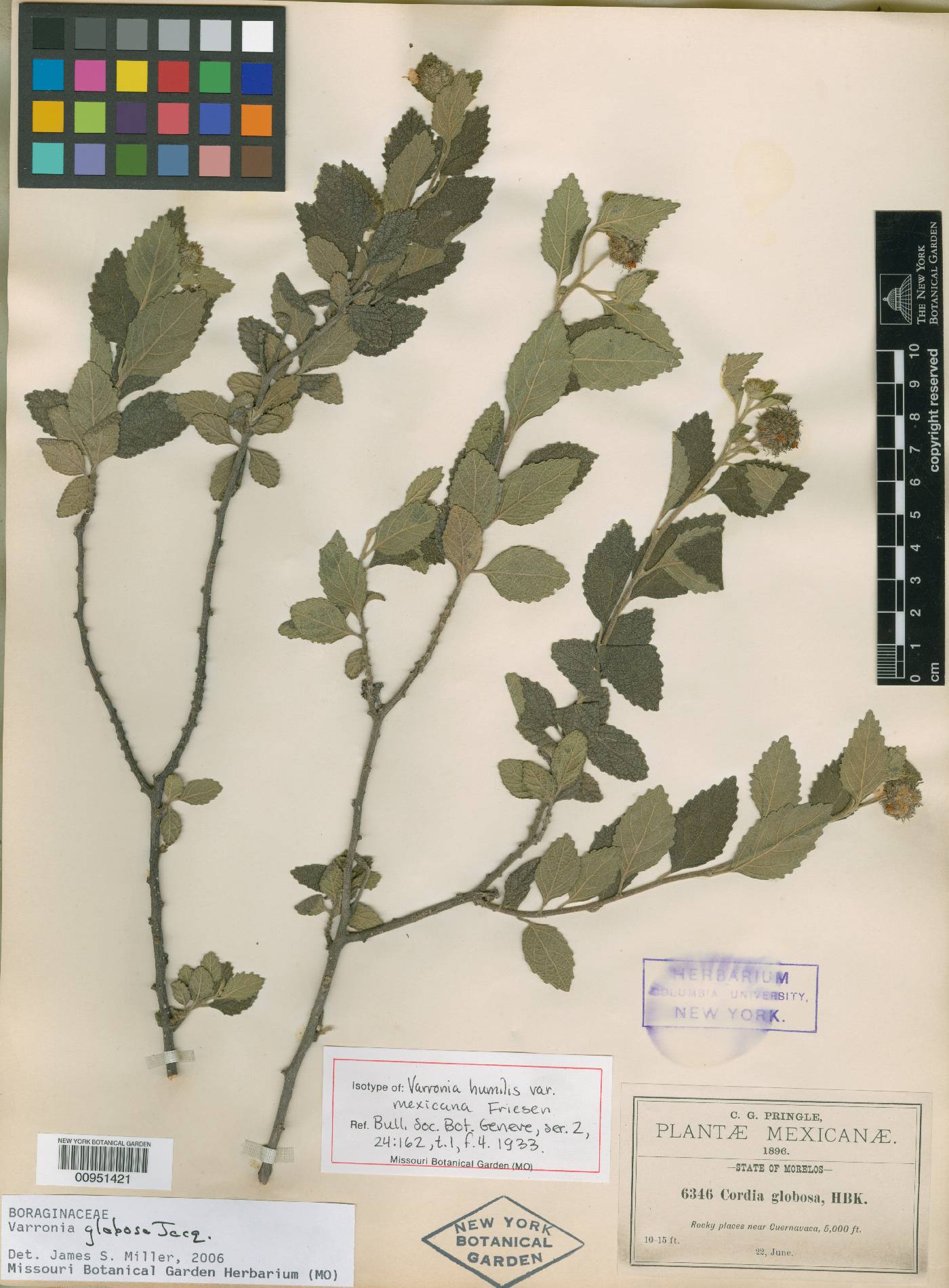 Cordia bullata var. globosa image