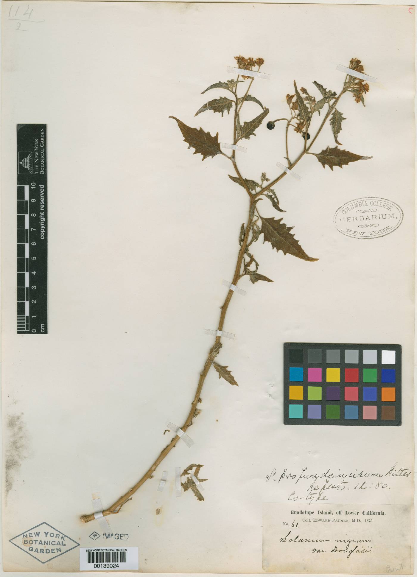 Solanum profundeincisum image