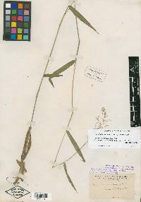 Panicum mattamuskeetense image