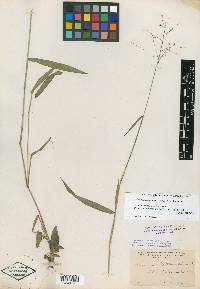 Panicum mattamuskeetense image